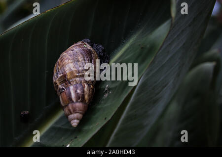 Achatina fulica également connue sous le nom de escargot géant africain ou escargot africain géant contre le feuillage vert pour montrer le concept de vie, la nature et l'équilibre Banque D'Images