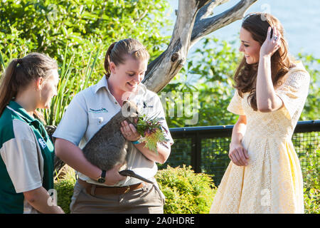 Duc et Duchesse de Cambridge visiter le Zoo Taronga, Sydney , Australie. Catherine, duchesse de Cambridge se réunit une quoka, 20 avril 2014 Banque D'Images