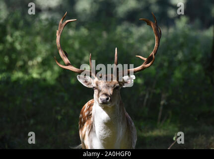 Daims buck à Attingham Park, Nottingham, Royaume-Uni Banque D'Images