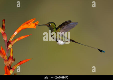 Homme Rackettail (Ocreatus underwoodii démarré) s'alimenter à une fleur mauve - Tandayapa, Equateur Banque D'Images