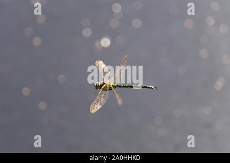 Le Sud de l'homme à l'étang sur Hawker Coombe Heath partie de RSPB Arne Banque D'Images