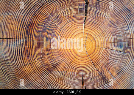 Vue rapprochée de wood core. Arbre mature scié section avec les fissures et joints toriques que dire que c'est l'âge. Texture organique naturel et fissurée avec surface rugueuse. Banque D'Images