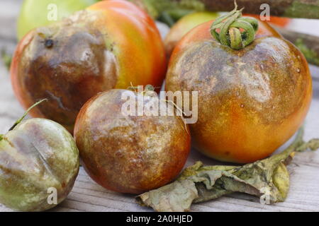 Phytophthora infestans. Récolte de tomates affichant des taches brunes caractéristiques tiges noircies, et la décroissance de l'épi Banque D'Images