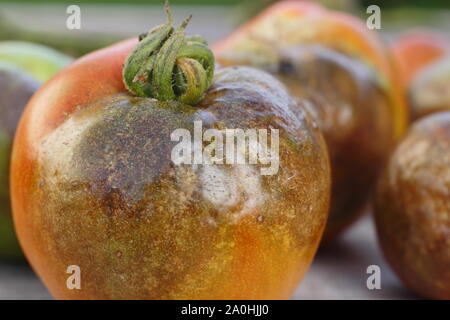 Phytophthora infestans. Récolte de tomates affichant des taches brunes caractéristiques tiges noircies, et la décroissance de l'épi Banque D'Images