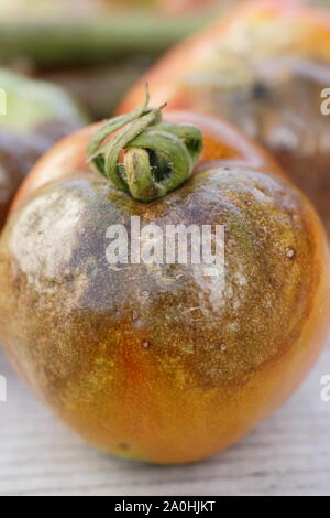 Phytophthora infestans. Récolte de tomates affichant des taches brunes caractéristiques tiges noircies, et la décroissance de l'épi Banque D'Images