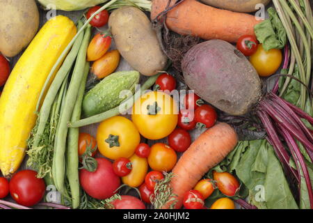 Les légumes biologiques fraîchement récoltés, y compris les haricots verts, courgettes, betteraves, carottes, pommes de terre, tomates et concombres. UK Banque D'Images