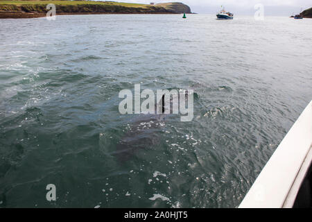 L'observation de dauphins à Fungie, le dauphin de Dingle, à Dingle, Irlande. Les champignons, qui a visité la baie de Dingle depuis 1983, est la plus longue aurait été liv Banque D'Images