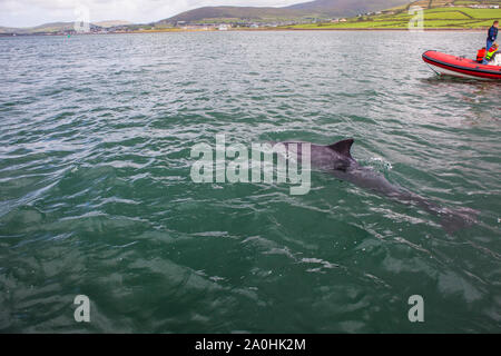 L'observation de dauphins à Fungie, le dauphin de Dingle, à Dingle, Irlande. Les champignons, qui a visité la baie de Dingle depuis 1983, est la plus longue aurait été liv Banque D'Images