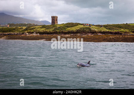 L'observation de dauphins à Fungie, le dauphin de Dingle, à Dingle, Irlande. Les champignons, qui a visité la baie de Dingle depuis 1983, est la plus longue aurait été liv Banque D'Images