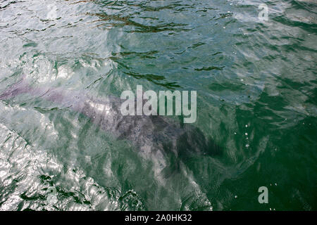 L'observation de dauphins à Fungie, le dauphin de Dingle, à Dingle, Irlande. Les champignons, qui a visité la baie de Dingle depuis 1983, est la plus longue aurait été liv Banque D'Images