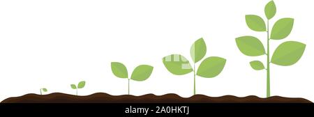 L'infographie de la plantation d'arbre. Jardinage semis plante. Graines germer dans la masse. Sprout, plante, arbre qui pousse l'agriculture d'icônes. Vector illustration iso Illustration de Vecteur