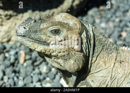 Iguane rhinocéros (Cyclura cornuta) Banque D'Images