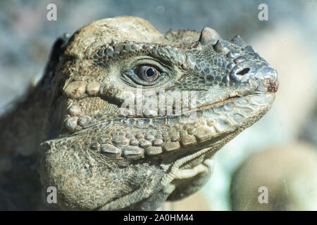 Portrait de l'Iguane Rhinocéros (Cyclura cornuta) Banque D'Images