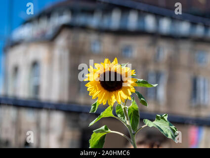 Freiburg, Allemagne. Sep 20, 2019. Un participant d'une manifestation porte un tournesol en face de la ville de Fribourg Théâtre. Les manifestants suivent l'appel du mouvement vendredi pour l'avenir et veulent se battre pour plus de la protection du climat. Ils veulent appuyer les appels à des grèves et des manifestations dans le monde entier. Crédit : Patrick Seeger/dpa/Alamy Live News Banque D'Images