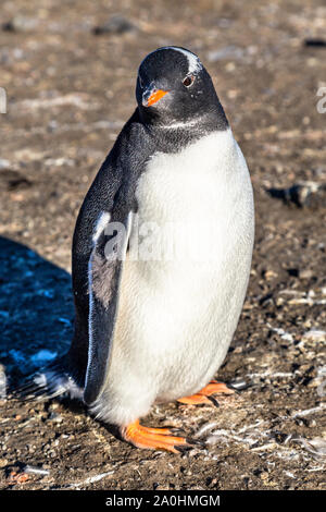 Gentoo pingouin solitaire Fat chick enjoing la lumière du soleil à l'Antarctique, l'Île Barrientos Banque D'Images