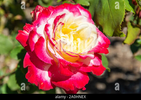 Double Delight rose fleur en Australie. Banque D'Images