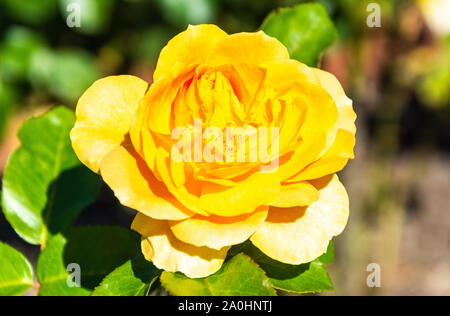 Rose fleur de l'âge d'or en Australie cultivar. Banque D'Images