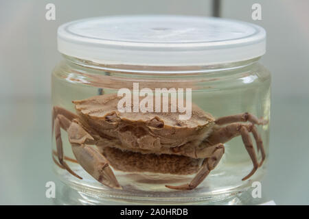 Le crabe européen (Carcinus maenas) dans un verre peut. Banque D'Images