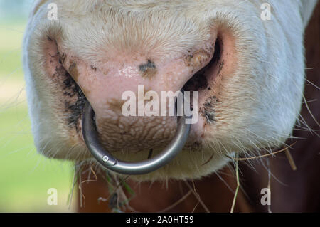 Anneau pour le nez dans le museau de bovins laitiers Banque D'Images