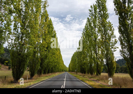 Gould Memorial Drive entre Buxton et Marysville à Victoria, l'Australie, bordée d'arbres en été. Banque D'Images