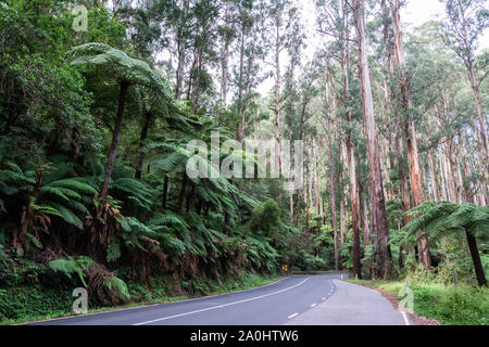 Scenic Route Maroondah parmi qui traverse les forêts tropicales à Victoria, en Australie. Banque D'Images