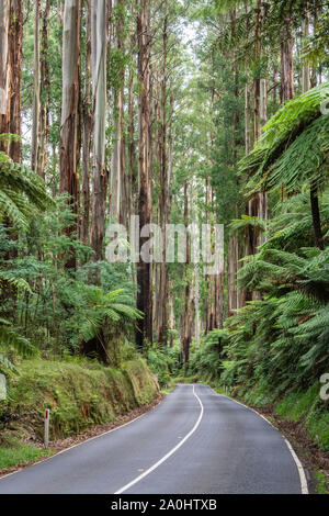 Scenic Route Maroondah parmi qui traverse les forêts tropicales à Victoria, en Australie. Banque D'Images