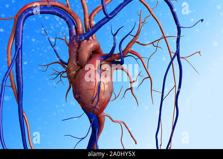 Coeur de l'homme modèle, chemin complet inclus, coeur de l'homme pour l'étude médicale, les droits de l'anatomie cardiaque Banque D'Images