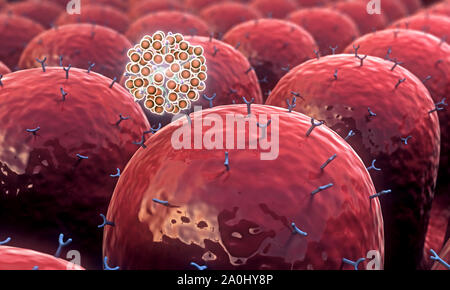 Domaine de cellules avec les récepteurs, leucocytes s'attaquent aux virus Banque D'Images