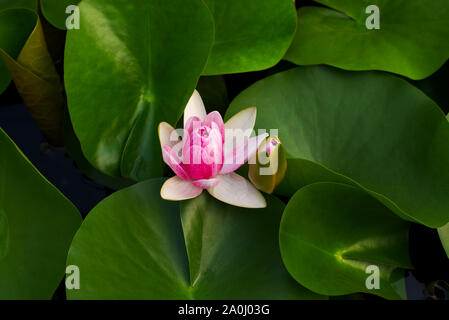 Nymphaea Gloriosa fleur Banque D'Images