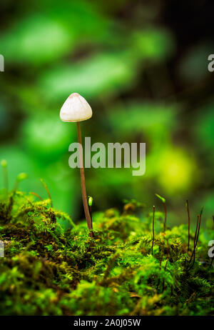 Mycena champignons poussent à partir d'un arbre en décomposition bouleau argenté Banque D'Images