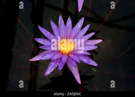 Nymphaea Fleurs Islamorada Banque D'Images