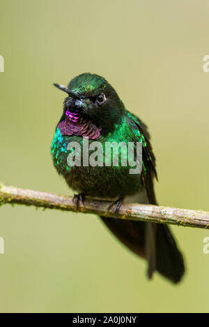 - Heliangelus exortis Tourmaline Sunangel, belles pentes andines de hummingbird brillant de l'Amérique du Sud, l'Équateur, Guango Lodge. Banque D'Images