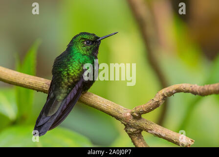 - Heliangelus exortis Tourmaline Sunangel, belles pentes andines de hummingbird brillant de l'Amérique du Sud, l'Équateur, Guango Lodge. Banque D'Images