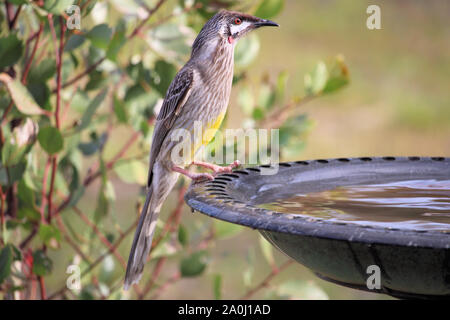 Orignal rouge (Anthochaera carunculata) à Birdbath, Australie méridionale Banque D'Images