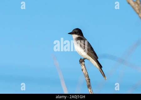 Le tyran tritri (Tyrannus tyrannus) est un grand Tyran huppé originaire d'Amérique du Nord, perché sur une branche avec un fond de ciel bleu. Banque D'Images