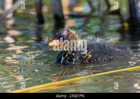 Un jeune bébé Foulque d'Amérique (Fulica americana), également connu sous le nom d'une poule de boue, est un oiseau de la famille des Rallidae nage à sa mère avec un plumage rouge Banque D'Images