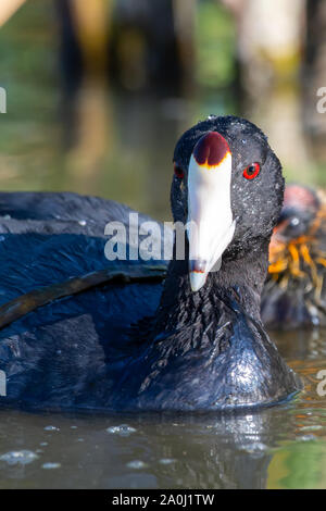 Un gros plan femme mère Foulque d'Amérique (Fulica americana), également connu sous le nom d'une poule de boue, est un oiseau de la famille des Rallidae la natation et montrant un bec blanc Banque D'Images