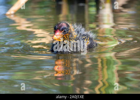 Un jeune bébé Foulque d'Amérique (Fulica americana), également connu sous le nom d'une poule de boue, est un oiseau de la famille des Rallidae nage à sa mère avec un plumage rouge Banque D'Images