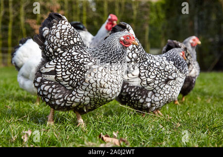 Free-range Silver-lacé Wyandotte Poulets Banque D'Images