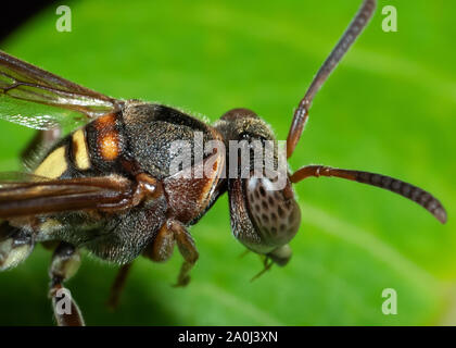 La macro photographie de papier Wasp sur feuille verte Banque D'Images