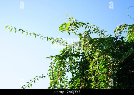 Vigne de la prolifique bébé vert kiwi actinidia arguta Banque D'Images