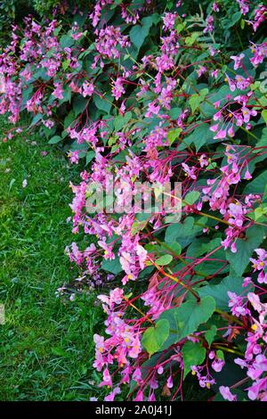 Begonia hardy rose fleurit en automne (Begonia grandis) Banque D'Images