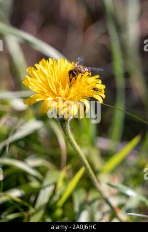 Automne Leontodon autumnalis) Hawkbit (floraison en petit havre Banque D'Images