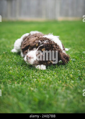 Adorable chiot bernedoodle portant sur l'herbe à l'extérieur. Banque D'Images