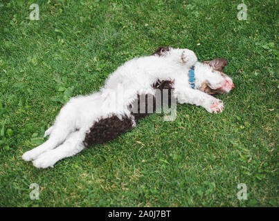 Adorable chiot bernedoodle s'étendant sur l'herbe à l'extérieur. Banque D'Images
