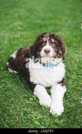 Close up of cute puppy bernedoodle portant sur l'herbe à l'extérieur. Banque D'Images
