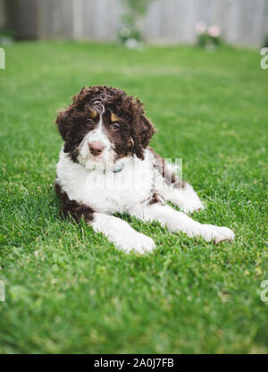Adorable chiot bernedoodle portant sur l'herbe dans un jardin. Banque D'Images