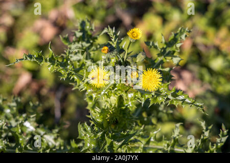 Automne Leontodon autumnalis (Hawkbit) floraison dans Druidston Banque D'Images