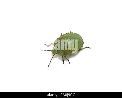 Green Shield bug Palomena prasina jeune nymphe sur fond blanc Banque D'Images