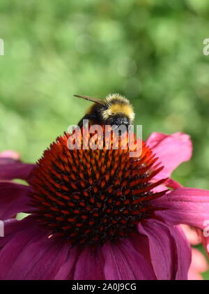 Bumblebee sur le dessus de l'échinacée échinacée rose Banque D'Images